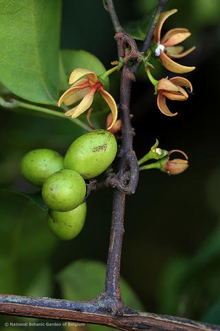Artabotrys aurantiacus