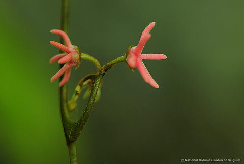 Artabotrys likimensis