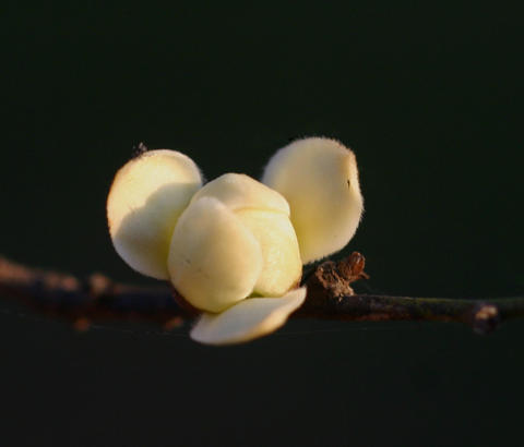 Cleistochlamis kirkii 2