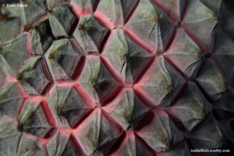 Duguetia confinis