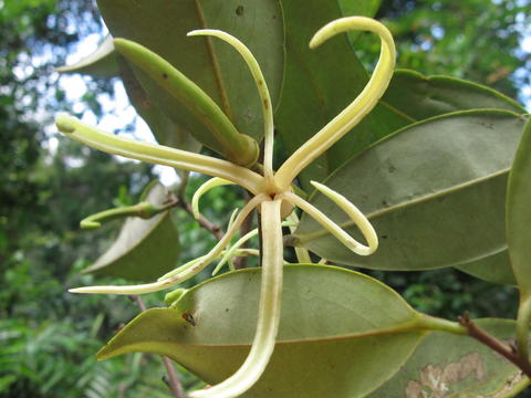 Literature review on xylopia aethiopica