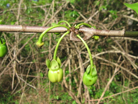 Artabotrys brachypetalus